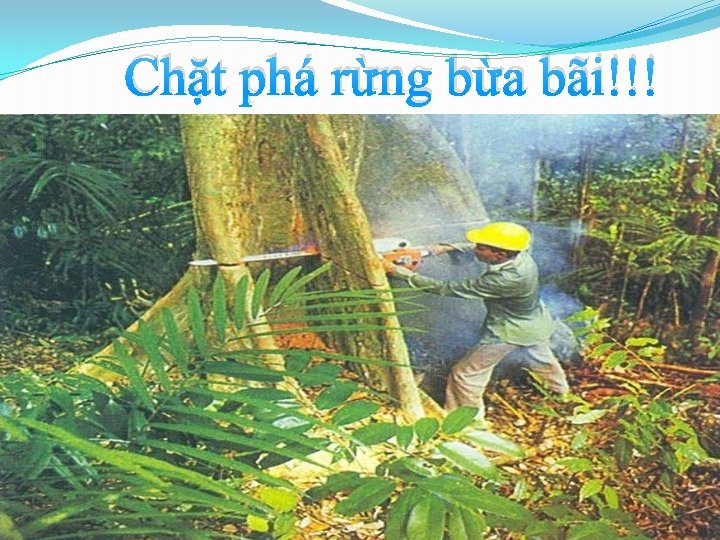 Chặt phá rừng bừa bãi!!! 