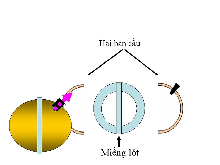 Hai bán cầu Miếng lót 