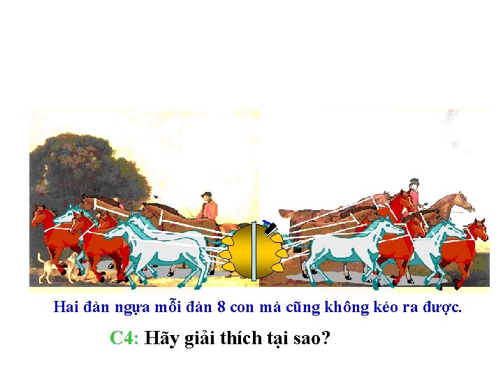 Hai đàn ngựa mỗi đàn 8 con mà cũng không kéo ra được. C