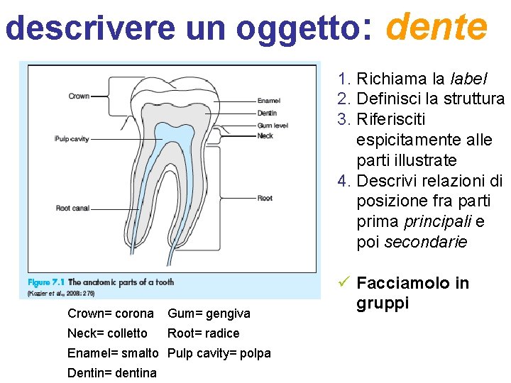 descrivere un oggetto: dente 1. Richiama la label 2. Definisci la struttura 3. Riferisciti