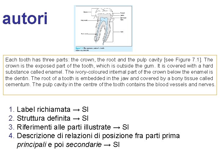 autori Each tooth has three parts: the crown, the root and the pulp cavity