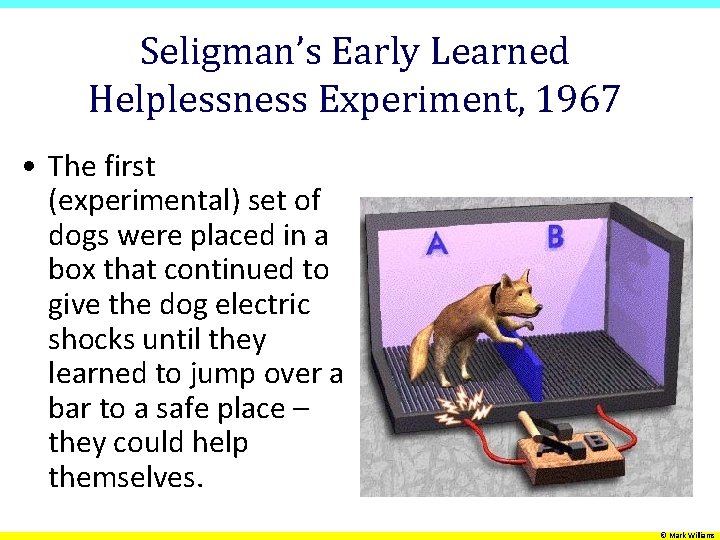 Seligman’s Early Learned Helplessness Experiment, 1967 • The first (experimental) set of dogs were