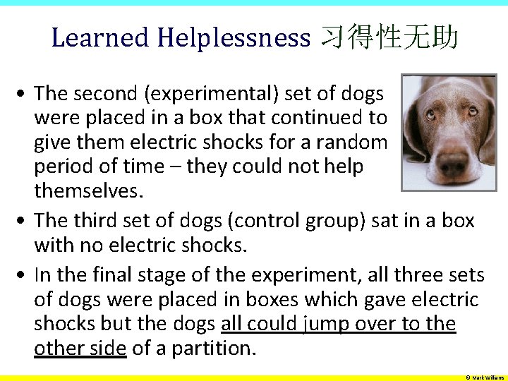 Learned Helplessness 习得性无助 • The second (experimental) set of dogs were placed in a
