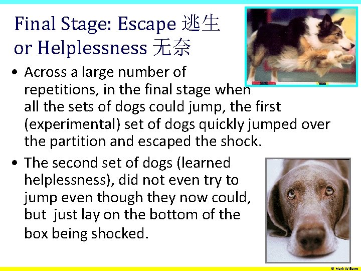 Final Stage: Escape 逃生 or Helplessness 无奈 • Across a large number of repetitions,