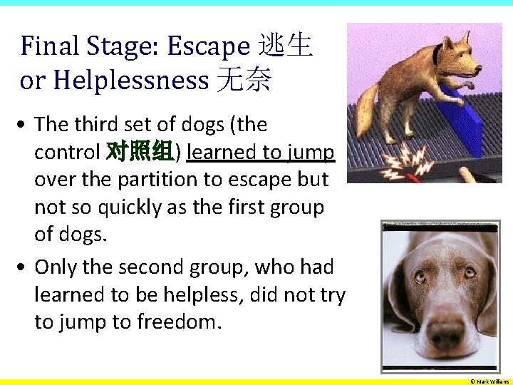 Final Stage: Escape 逃生 or Helplessness 无奈 • The third set of dogs (the