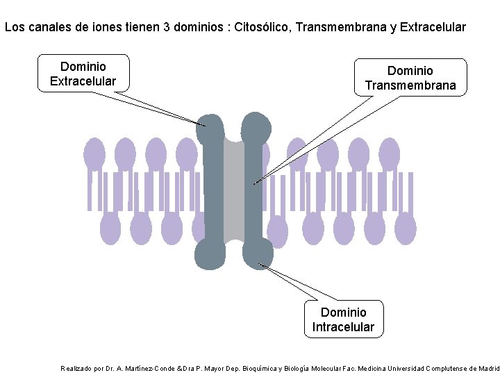Los canales de iones tienen 3 dominios : Citosólico, Transmembrana y Extracelular Dominio Transmembrana