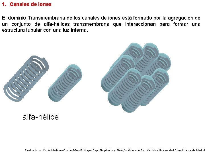 1. Canales de iones El dominio Transmembrana de los canales de iones está formado