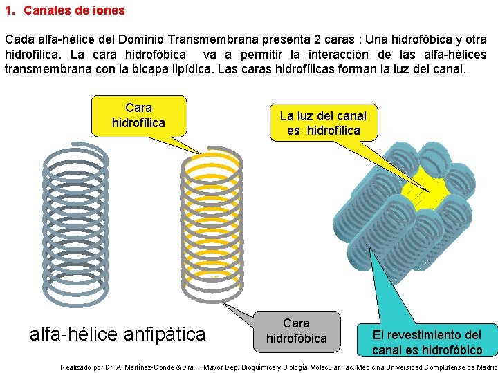 1. Canales de iones Cada alfa-hélice del Dominio Transmembrana presenta 2 caras : Una