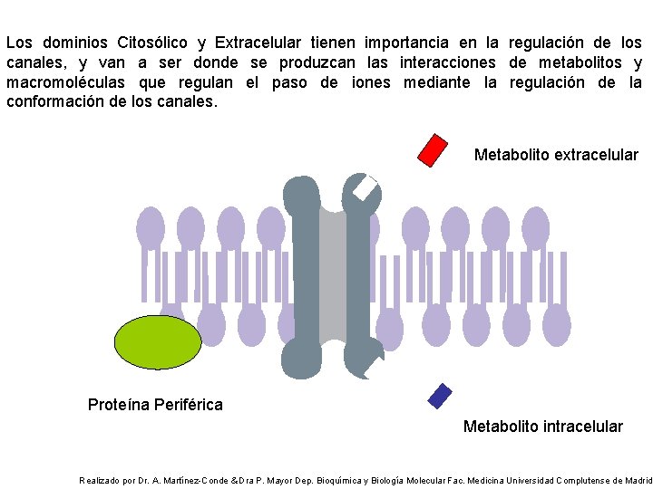 Los dominios Citosólico y Extracelular tienen importancia en la regulación de los canales, y