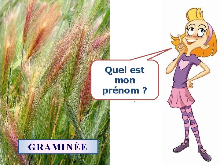 Quel est mon prénom ? GRAMINÉE 