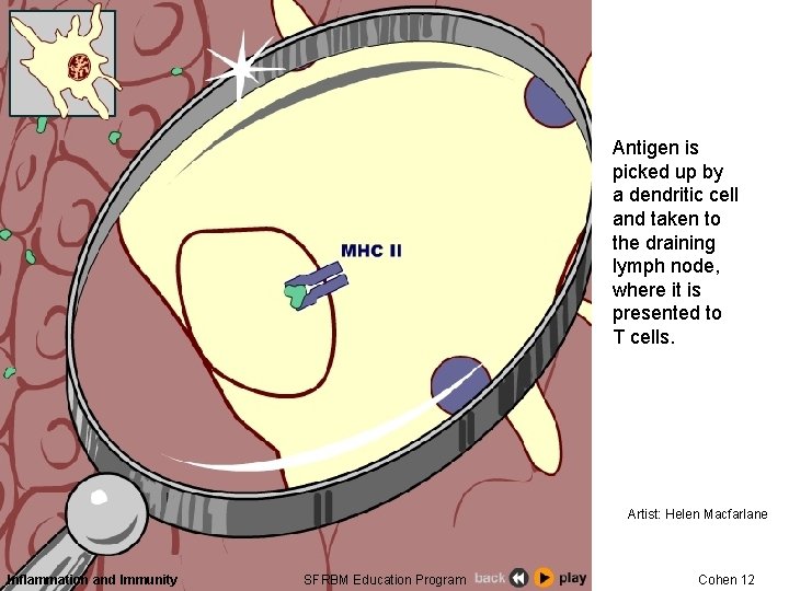 Antigen is picked up by a dendritic cell and taken to the draining lymph