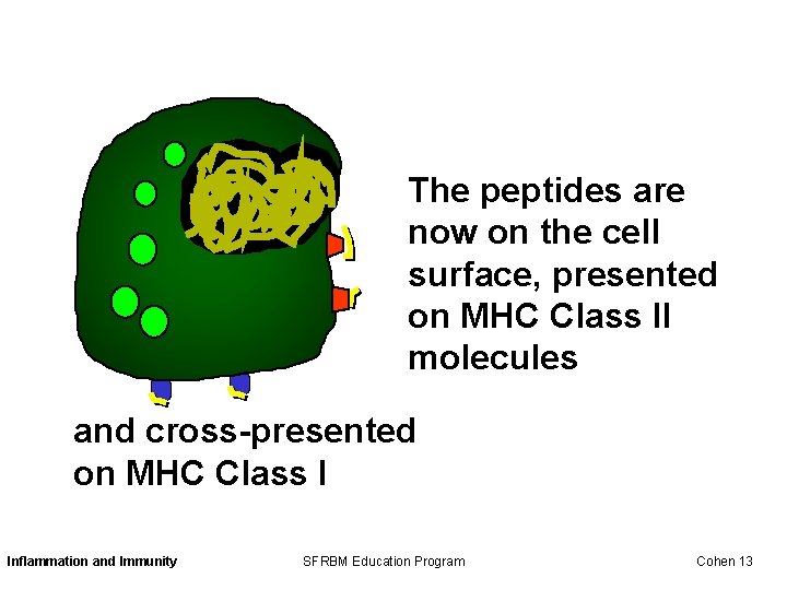 The peptides are now on the cell surface, presented on MHC Class II molecules