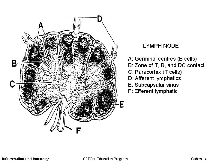 LYMPH NODE A: Germinal centres (B cells) B: Zone of T, B, and DC