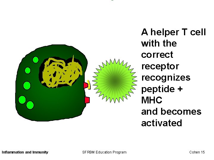 A helper T cell with the correct receptor recognizes peptide + MHC and becomes