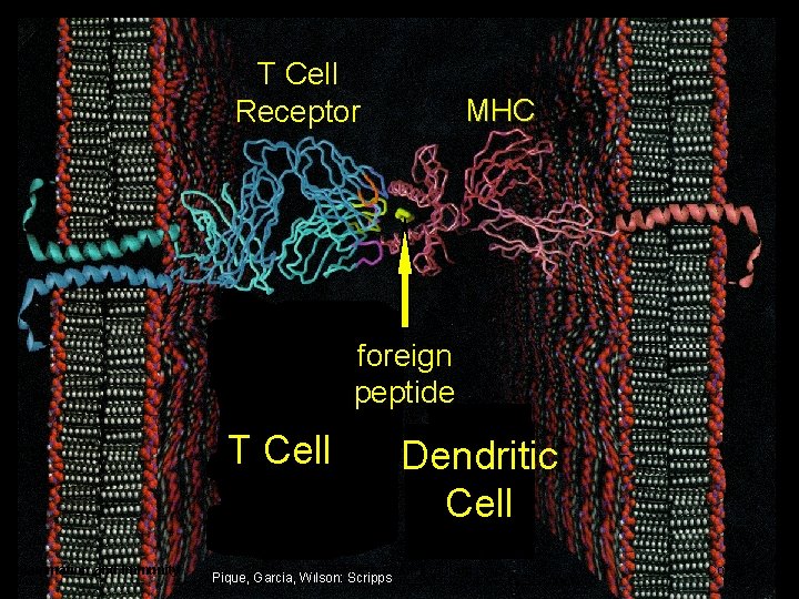 T Cell Receptor MHC foreign peptide T Cell Inflammation and Immunity Dendritic Cell SFRBM