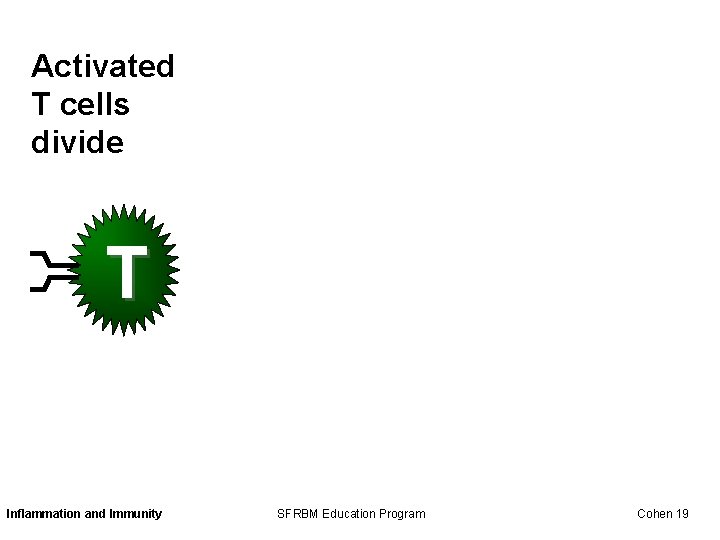 Activated T cells divide T Inflammation and Immunity SFRBM Education Program Cohen 19 