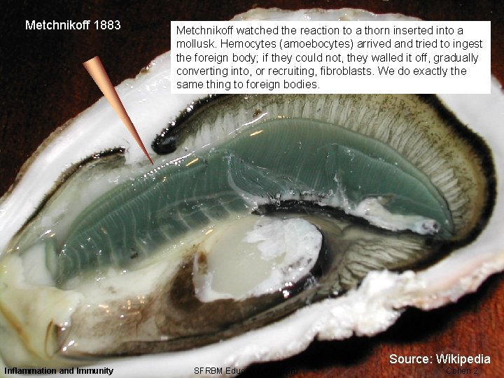 Metchnikoff 1883 Metchnikoff watched the reaction to a thorn inserted into a mollusk. Hemocytes