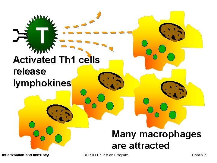 T Activated Th 1 cells release lymphokines Many macrophages are attracted Inflammation and Immunity