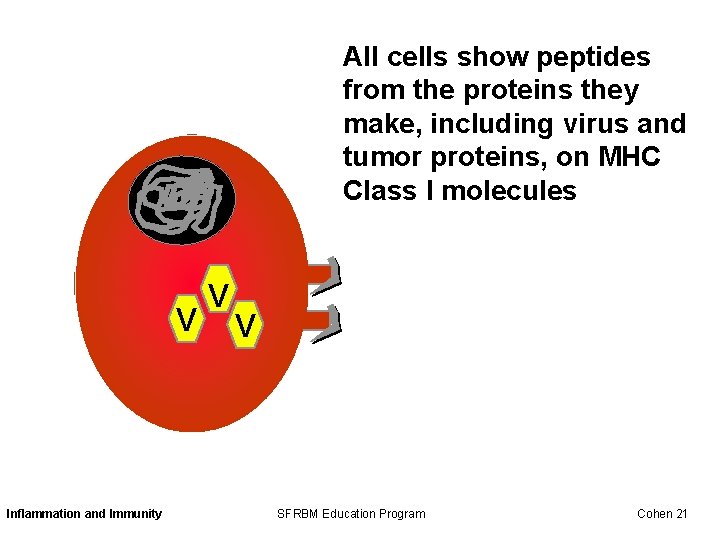 All cells show peptides from the proteins they make, including virus and tumor proteins,