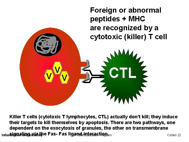 Foreign or abnormal peptides + MHC are recognized by a cytotoxic (killer) T cell