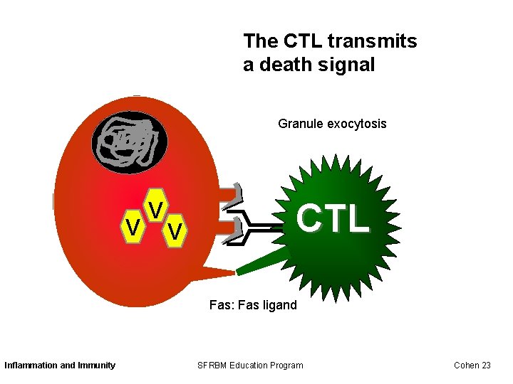 The CTL transmits a death signal Granule exocytosis V V V CTL Fas: Fas