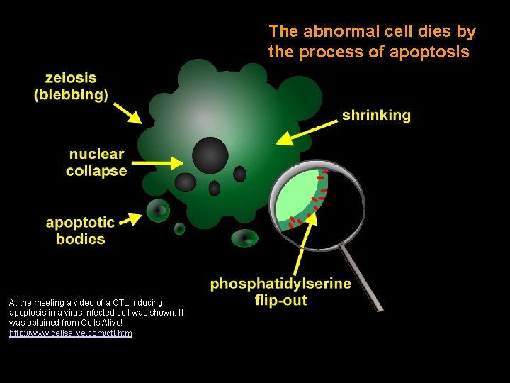 The abnormal cell dies by the process of apoptosis At the meeting a video