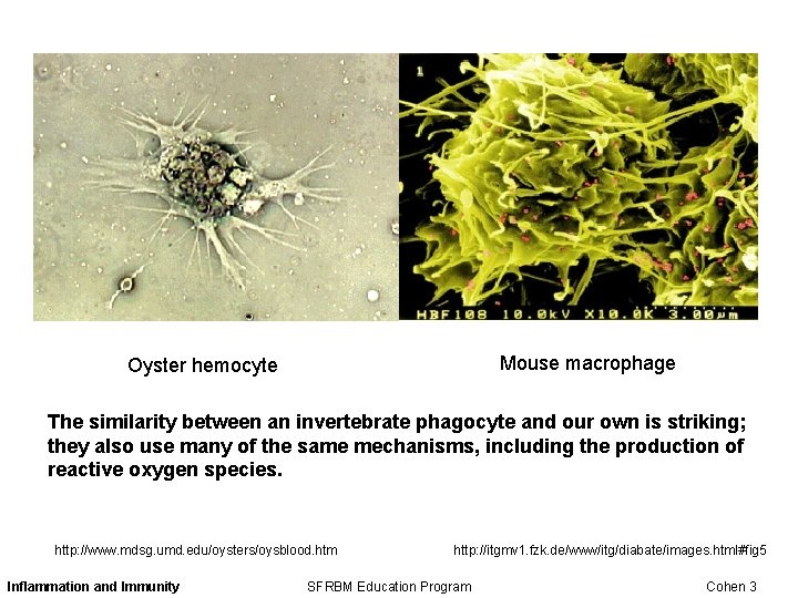 Mouse macrophage Oyster hemocyte The similarity between an invertebrate phagocyte and our own is