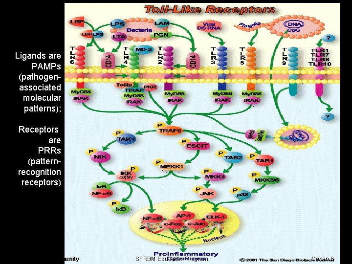 Ligands are PAMPs (pathogenassociated molecular patterns); Receptors are PRRs (patternrecognition receptors) Inflammation and Immunity