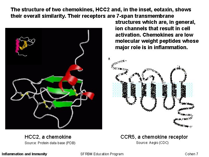 The structure of two chemokines, HCC 2 and, in the inset, eotaxin, shows their