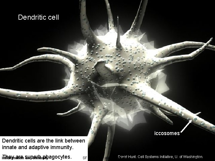 Dendritic cell iccosomes Dendritic cells are the link between innate and adaptive immunity. They