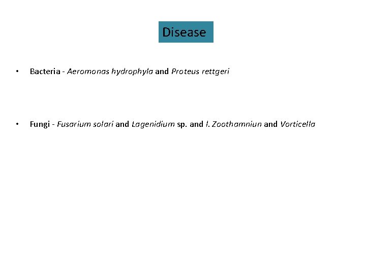 Disease • Bacteria - Aeromonas hydrophyla and Proteus rettgeri • Fungi - Fusarium solari