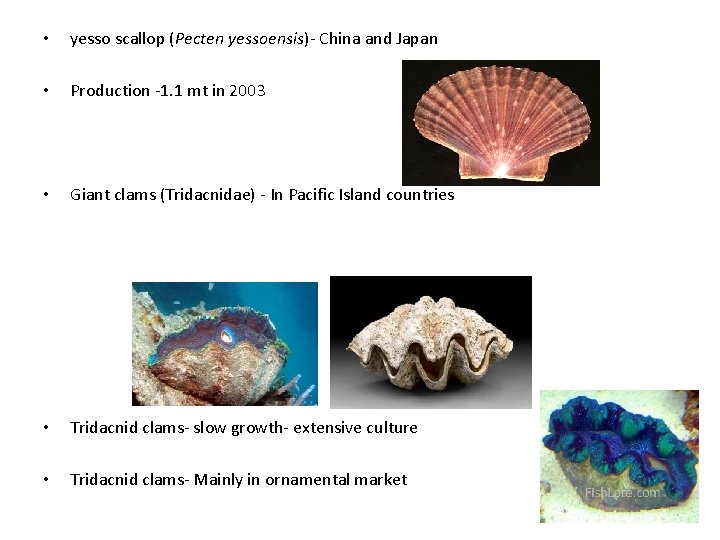  • yesso scallop (Pecten yessoensis)- China and Japan • Production -1. 1 mt
