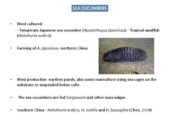 SEA CUCUMBERS • Most cultured- Temperate Japanese sea cucumber (Apostichopus japonicus) - Tropical sandfish
