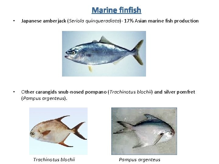 Marine finfish • Japanese amberjack (Seriola quinqueradiata)- 17% Asian marine fish production • Other
