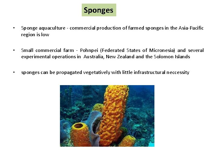Sponges • Sponge aquaculture - commercial production of farmed sponges in the Asia-Pacific region