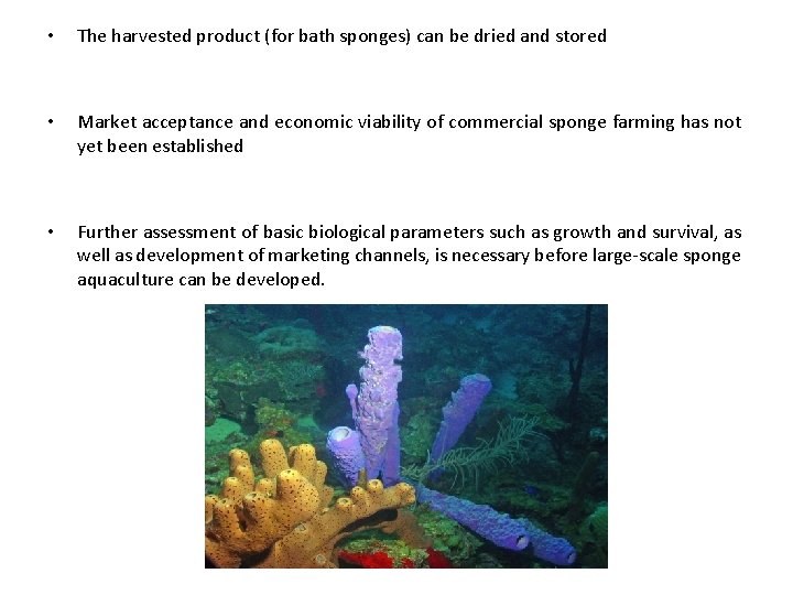  • The harvested product (for bath sponges) can be dried and stored •