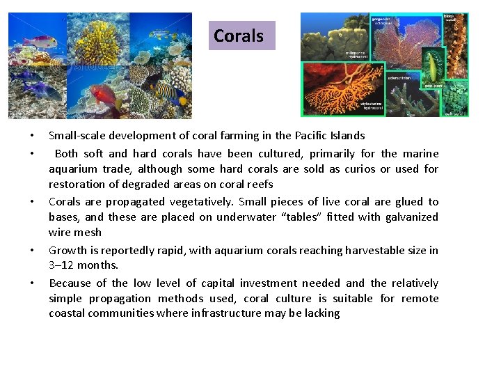 Corals • • • Small-scale development of coral farming in the Pacific Islands Both