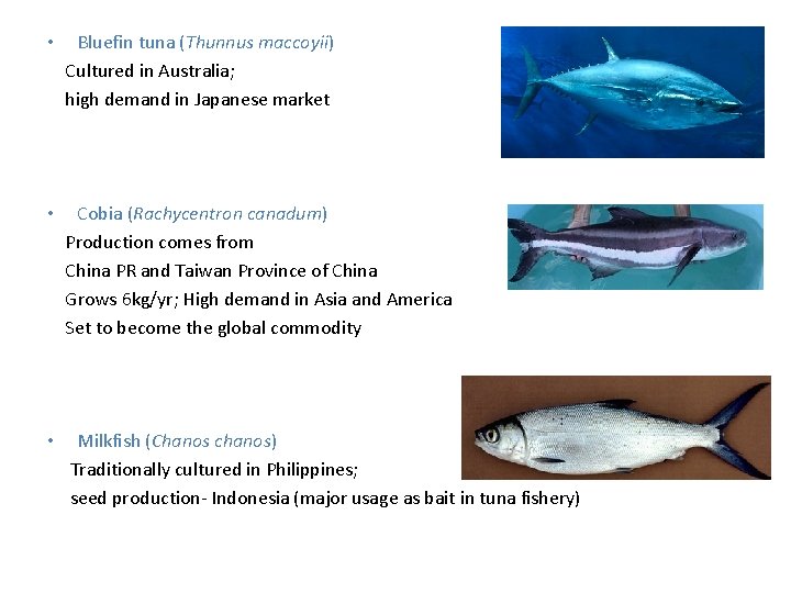  • Bluefin tuna (Thunnus maccoyii) Cultured in Australia; high demand in Japanese market