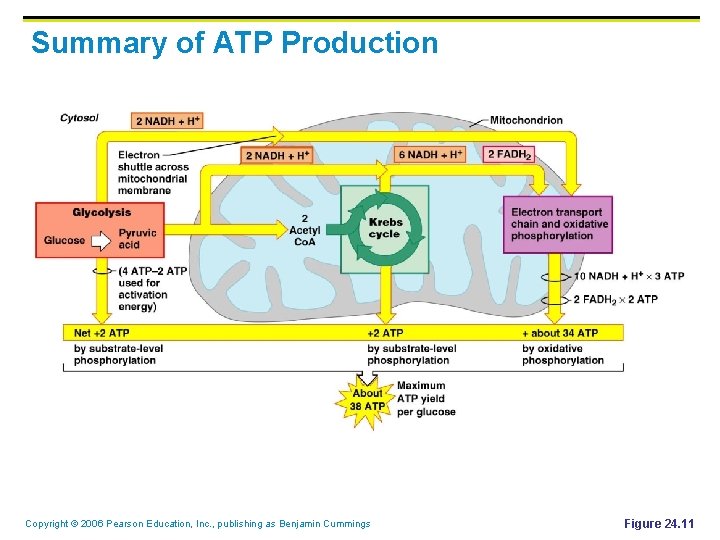 Summary of ATP Production Copyright © 2006 Pearson Education, Inc. , publishing as Benjamin