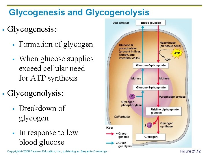 Glycogenesis and Glycogenolysis § Glycogenesis: § § § Formation of glycogen When glucose supplies