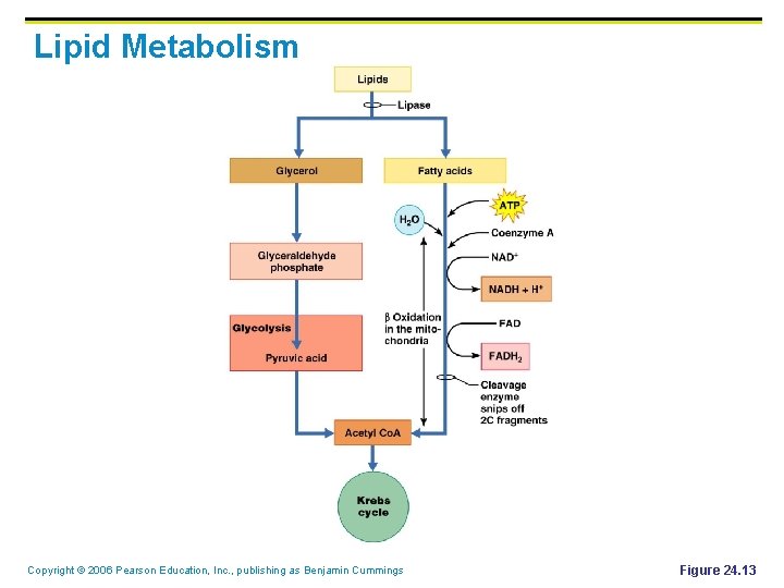 Lipid Metabolism Copyright © 2006 Pearson Education, Inc. , publishing as Benjamin Cummings Figure