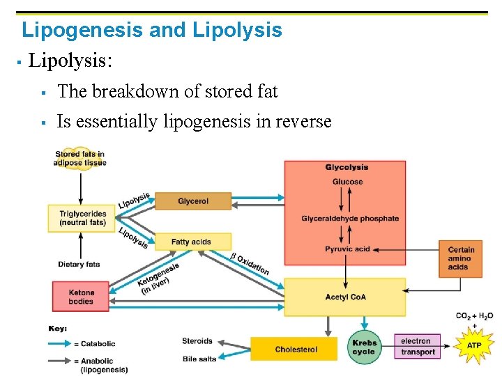Lipogenesis and Lipolysis § Lipolysis: § The breakdown of stored fat § Is essentially