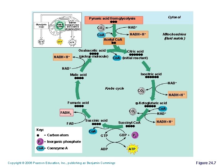 Cytosol Pyruvic acid from glycolysis Glycolysis ATP Krebs cycle Electron transport chain and oxidative