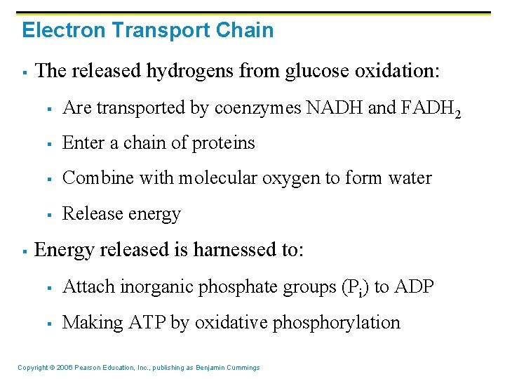 Electron Transport Chain § § The released hydrogens from glucose oxidation: § Are transported