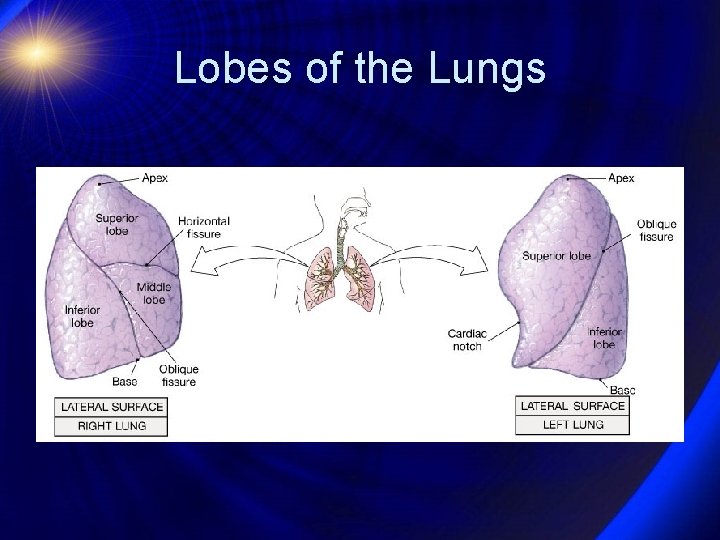 Lobes of the Lungs 