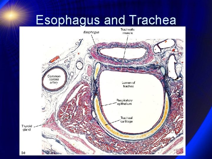 Esophagus and Trachea 