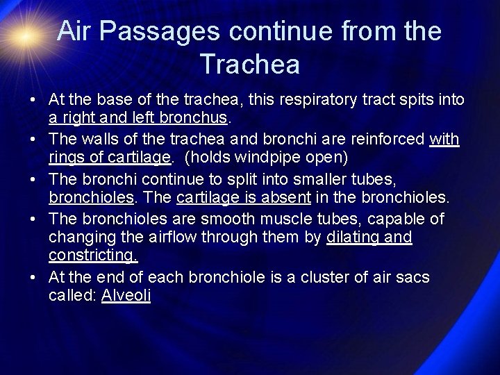 Air Passages continue from the Trachea • At the base of the trachea, this