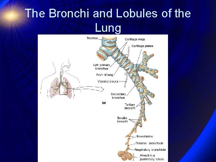 The Bronchi and Lobules of the Lung 