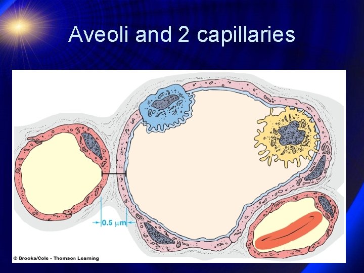 Aveoli and 2 capillaries 
