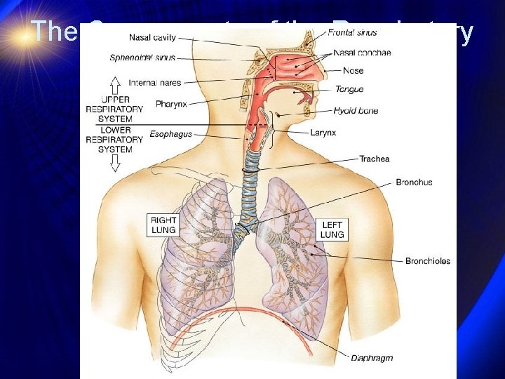 The Components of the Respiratory System 